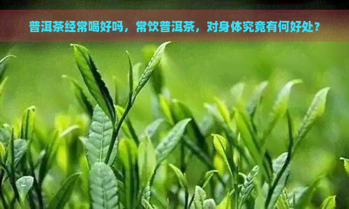 普洱茶经常喝好吗，常饮普洱茶，对身体究竟有何好处？