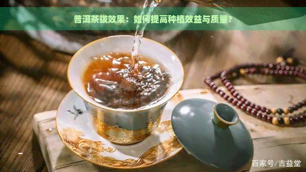 普洱茶拔效果：如何提高种植效益与质量？