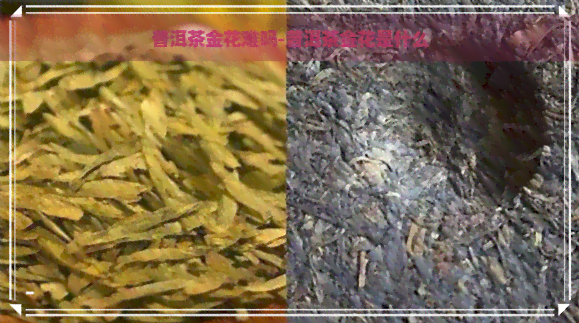 普洱茶金花难吗-普洱茶金花是什么