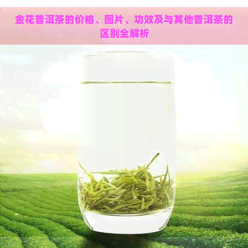 金花普洱茶的价格、图片、功效及与其他普洱茶的区别全解析