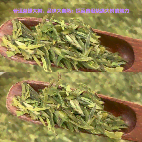 普洱茶绿大树，品味大自然：探索普洱茶绿大树的魅力