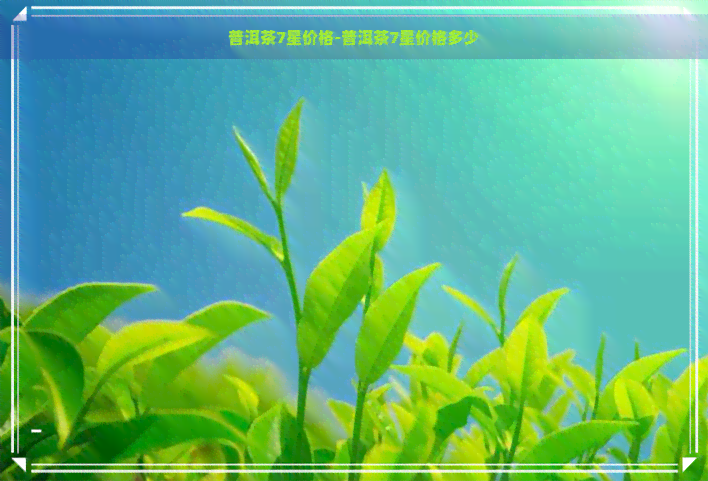 普洱茶7星价格-普洱茶7星价格多少