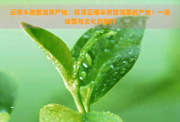 云南半熟普洱茶产地，探寻云南半熟普洱茶的产地：一场味蕾与文化的旅行