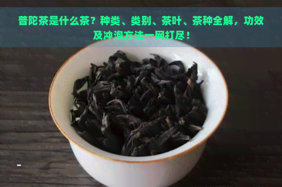 普陀茶是什么茶？种类、类别、茶叶、茶种全解，功效及冲泡方法一网打尽！