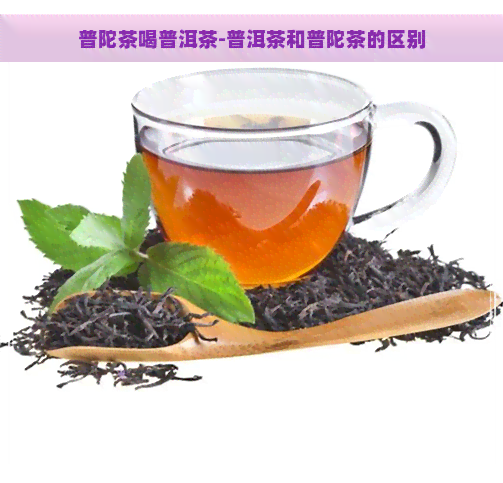 普陀茶喝普洱茶-普洱茶和普陀茶的区别