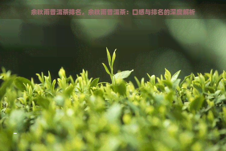 余秋雨普洱茶排名，余秋雨普洱茶：口感与排名的深度解析