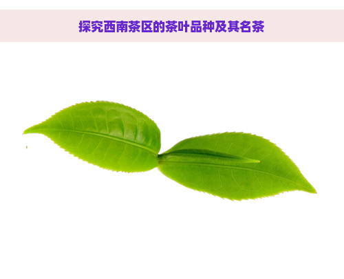 探究西南茶区的茶叶品种及其名茶