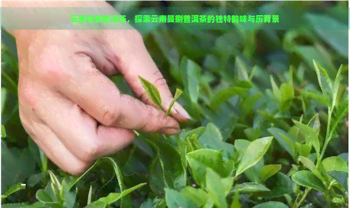 云南曼捌普洱茶，探索云南曼捌普洱茶的独特韵味与历背景