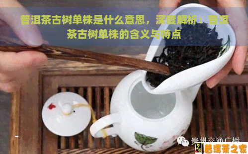 普洱茶古树单株是什么意思，深度解析：普洱茶古树单株的含义与特点