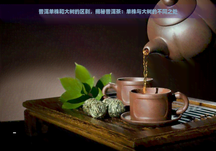 普洱单株和大树的区别，揭秘普洱茶：单株与大树的不同之处