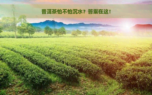 普洱茶怕不怕沉水？答案在这！