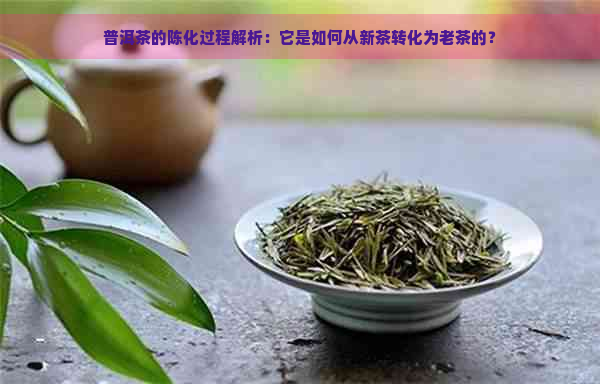 普洱茶的陈化过程解析：它是如何从新茶转化为老茶的？