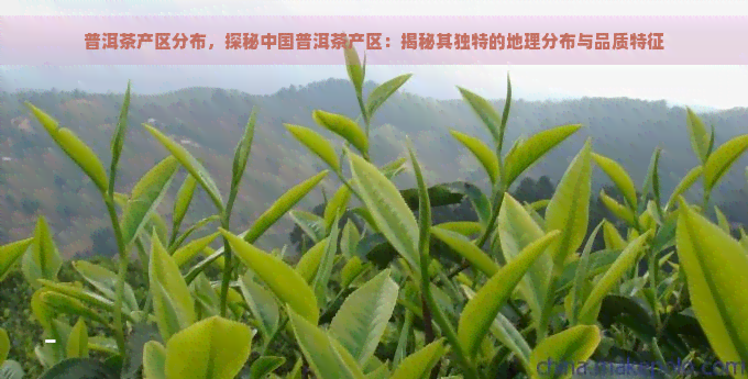 普洱茶产区分布，探秘中国普洱茶产区：揭秘其独特的地理分布与品质特征