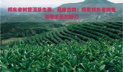 邦东老树普洱茶生茶，品味古韵：探索邦东老树普洱茶生茶的魅力