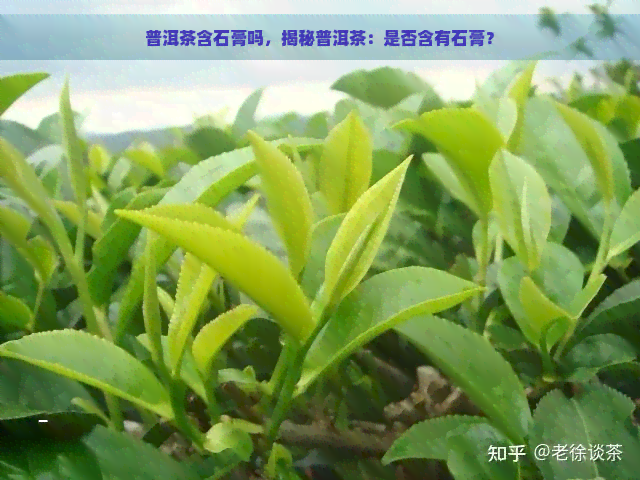 普洱茶含石膏吗，揭秘普洱茶：是否含有石膏？