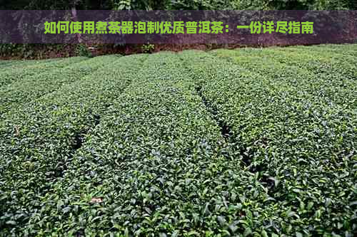 如何使用煮茶器泡制优质普洱茶：一份详尽指南