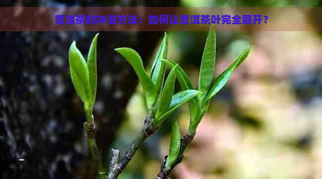 普洱茶的冲泡方法：如何让普洱茶叶完全展开？