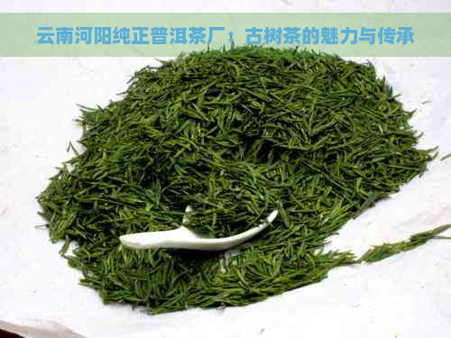 云南河阳纯正普洱茶厂：古树茶的魅力与传承