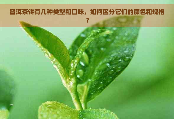 普洱茶饼有几种类型和口味，如何区分它们的颜色和规格？