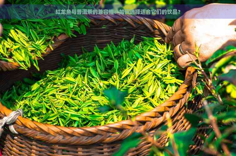 红龙鱼与普洱茶的兼容性：如何选择适合它们的饮品？