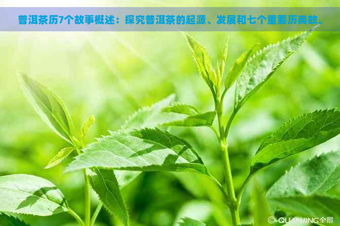 普洱茶历7个故事概述：探究普洱茶的起源、发展和七个重要历典故。