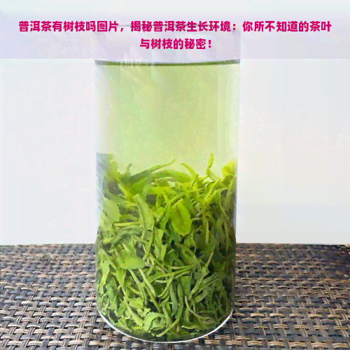 普洱茶有树枝吗图片，揭秘普洱茶生长环境：你所不知道的茶叶与树枝的秘密！