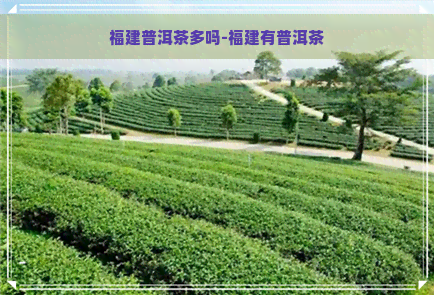 福建普洱茶多吗-福建有普洱茶