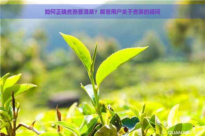 如何正确煮熟普洱茶？解答用户关于煮茶的疑问