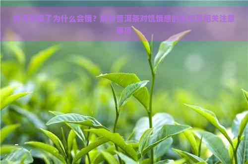 普洱茶喝了为什么会饿？解析普洱茶对饥饿感的影响及相关注意事项