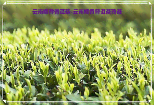 云南糯香普洱茶-云南糯香普洱茶熟茶