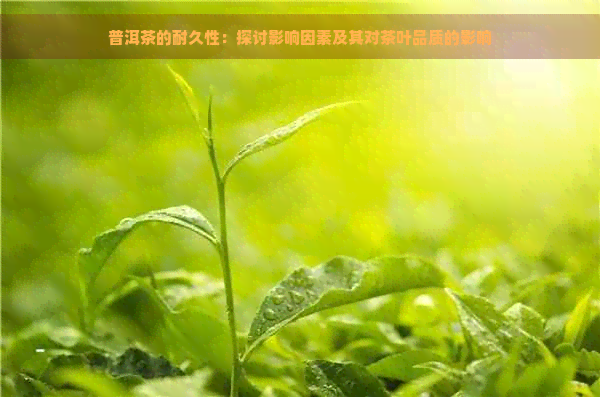 普洱茶的耐久性：探讨影响因素及其对茶叶品质的影响