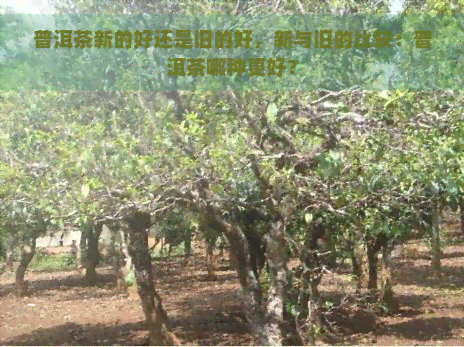 普洱茶新的好还是旧的好，新与旧的比较：普洱茶哪种更好？