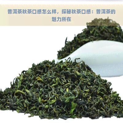 普洱茶秋茶口感怎么样，探秘秋茶口感：普洱茶的魅力所在