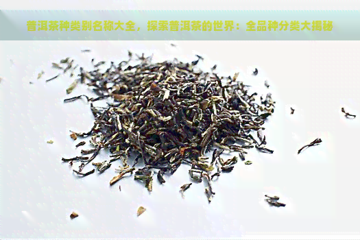 普洱茶种类别名称大全，探索普洱茶的世界：全品种分类大揭秘