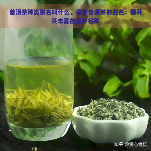 普洱茶种类别名叫什么，探索普洱茶的别名：揭开其丰富的品种名称