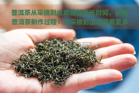 普洱茶从采摘到出成品要多长时间，揭秘普洱茶制作过程：从采摘到出成品需要多少时间？