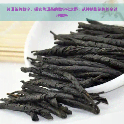 普洱茶的数字，探究普洱茶的数字化之路：从种植到销售的全过程解析