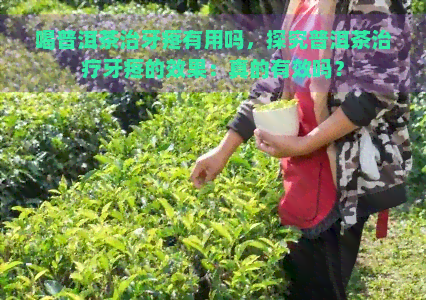 喝普洱茶治牙疼有用吗，探究普洱茶治疗牙疼的效果：真的有效吗？