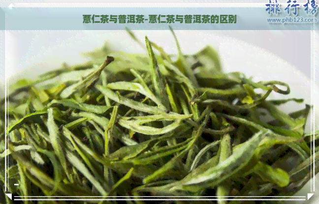 薏仁茶与普洱茶-薏仁茶与普洱茶的区别