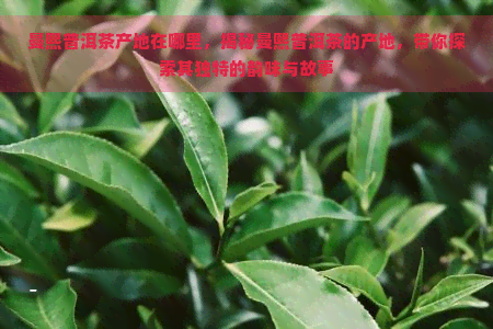 曼熙普洱茶产地在哪里，揭秘曼熙普洱茶的产地，带你探索其独特的韵味与故事