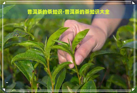 普洱茶的茶知识-普洱茶的茶知识大全