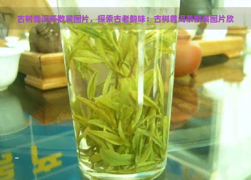 古树普洱茶散装图片，探索古老韵味：古树普洱茶散装图片欣