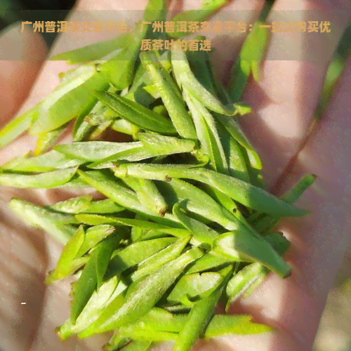 广州普洱茶交易平台，广州普洱茶交易平台：一站式购买优质茶叶的首选