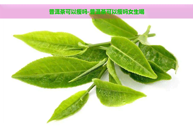 普洱茶可以瘦吗-普洱茶可以瘦吗女生喝