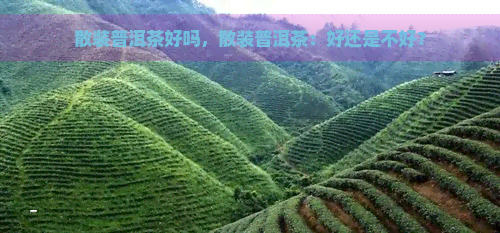 散装普洱茶好吗，散装普洱茶：好还是不好？