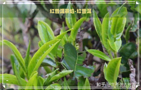 红普洱茶焰-红普洱