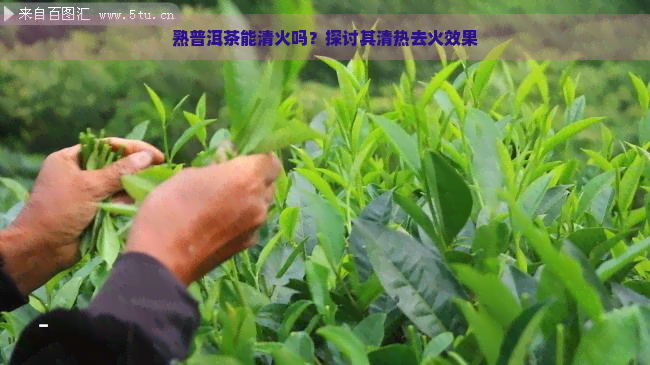 熟普洱茶能清火吗？探讨其清热去火效果