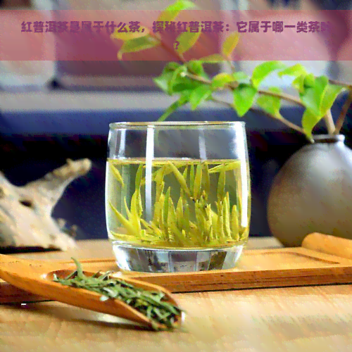 红普洱茶是属于什么茶，探秘红普洱茶：它属于哪一类茶叶？