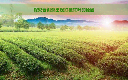 探究普洱茶出现红梗红叶的原因