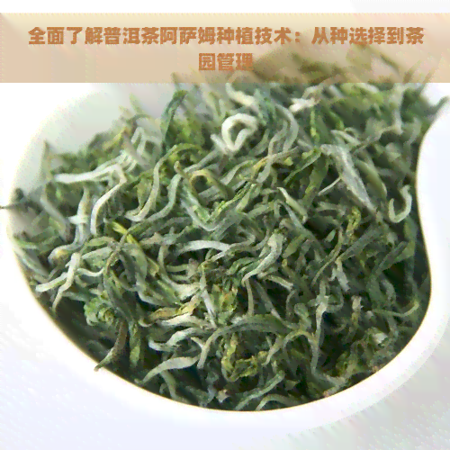 全面了解普洱茶阿萨姆种植技术：从种选择到茶园管理